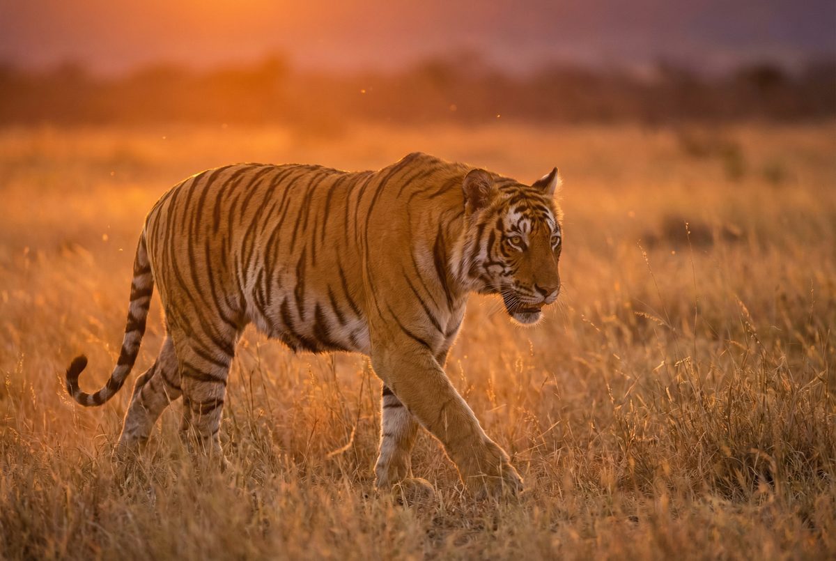 蘑菇视频动物MV视频 动物写真MV视频演示